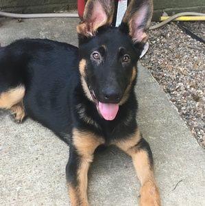 Meet your Posher, Peyton